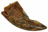 Serrated Raptor Tooth - Real Dinosaur Tooth #333387-1